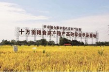 钦州关于成都商务伴游外围雇用的信息